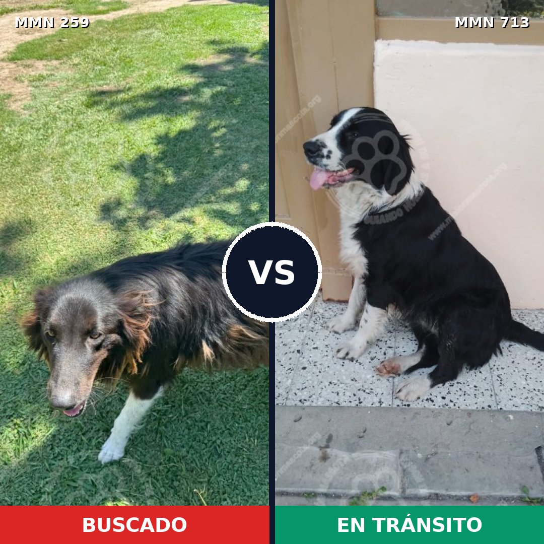 Comparativa MMS 10280: mascota perdida y mascota encontrada, 62% de similitud