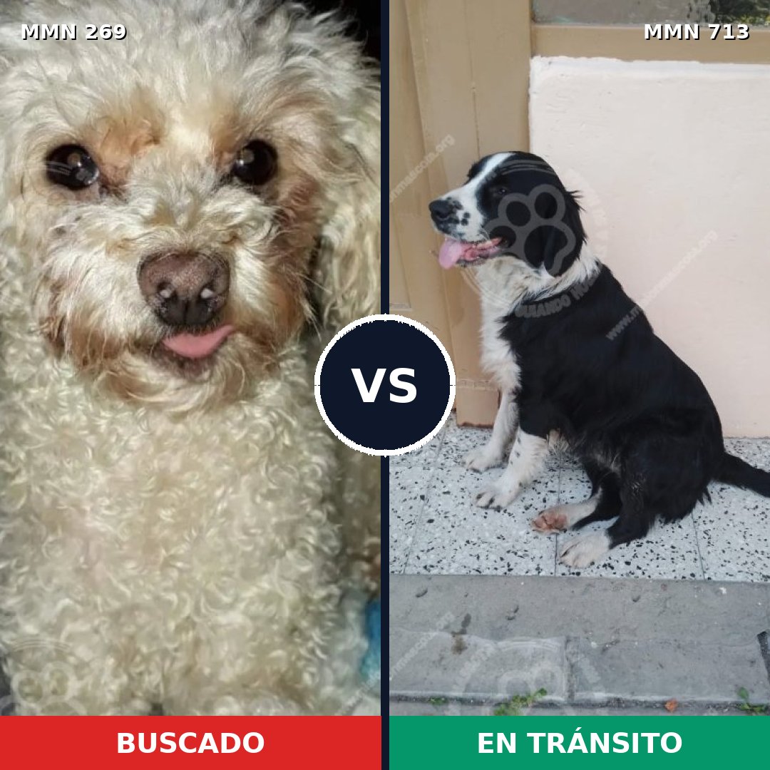 Comparativa MMS 10282: mascota perdida y mascota encontrada, 23% de similitud