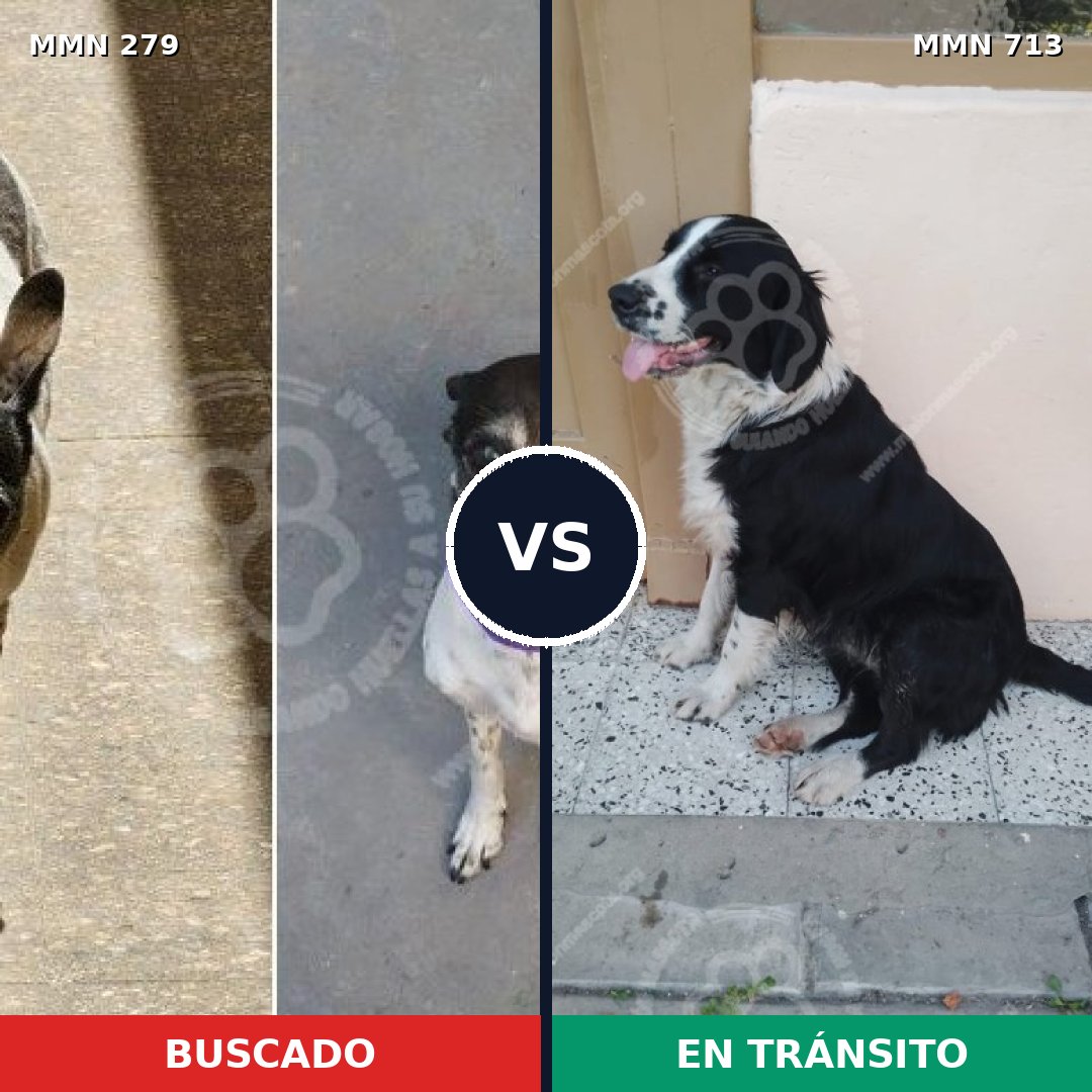 Comparativa MMS 10283: mascota perdida y mascota encontrada, 83% de similitud