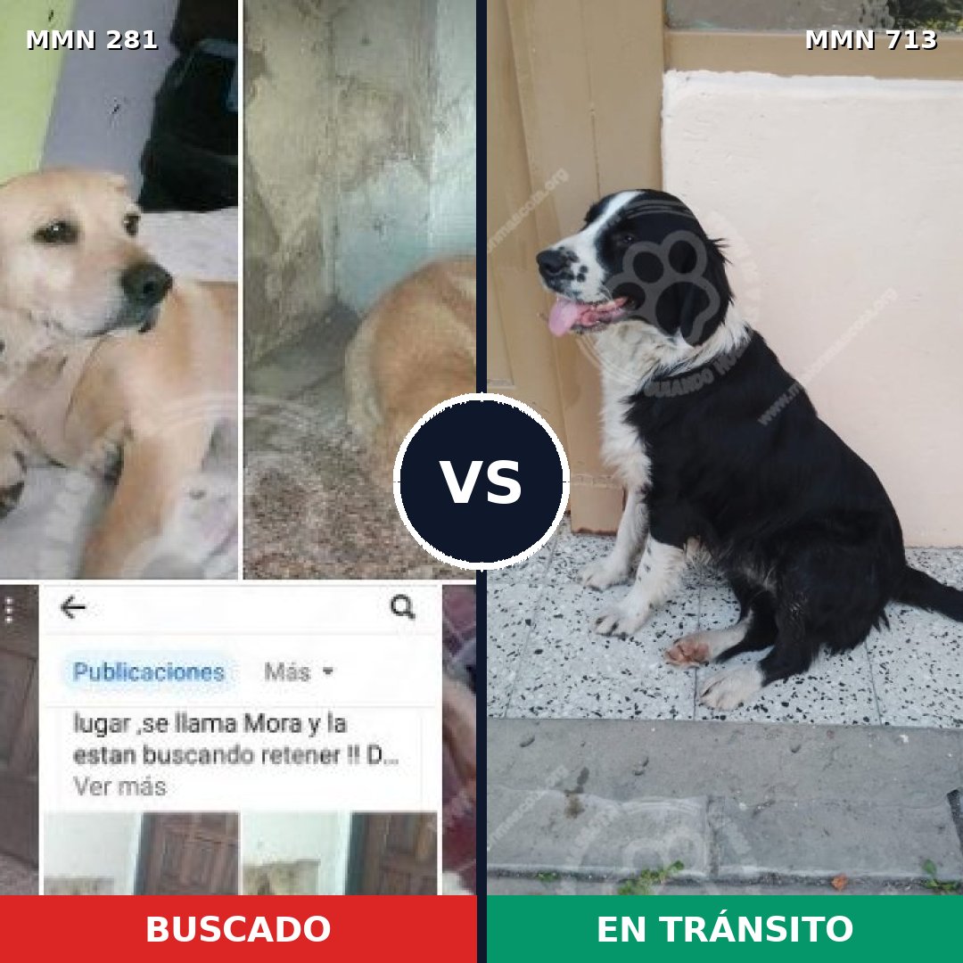 Comparativa MMS 10284: mascota perdida y mascota encontrada, 56% de similitud