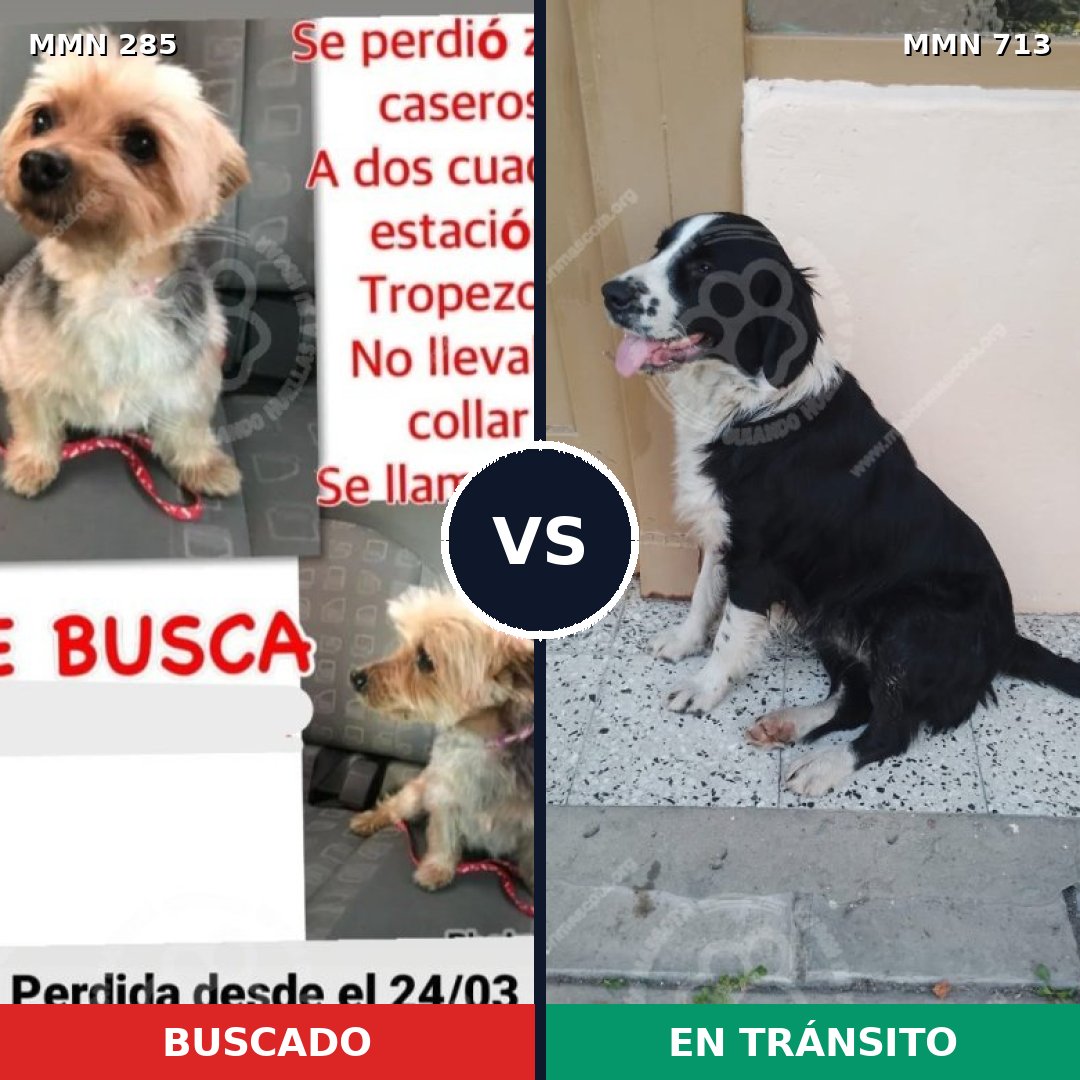 Comparativa MMS 10285: mascota perdida y mascota encontrada, 9% de similitud