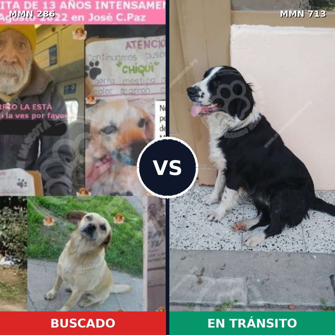 Comparativa MMS 10286: mascota perdida y mascota encontrada, 45% de similitud