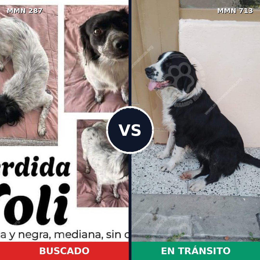 Comparativa MMS 10287: mascota perdida y mascota encontrada, 86% de similitud