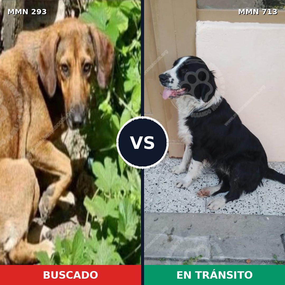 Comparativa MMS 10289: mascota perdida y mascota encontrada, 25% de similitud