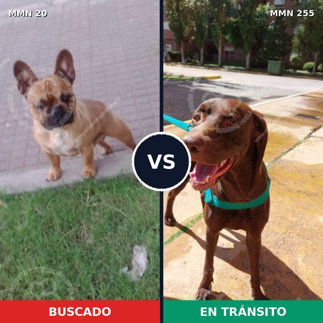 Comparativa MMS 1029: mascota perdida y mascota encontrada, 17% de similitud