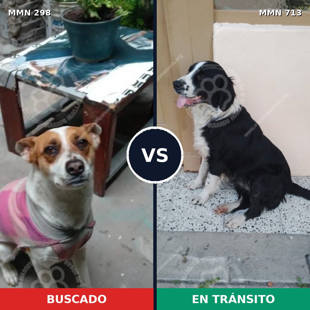 Comparativa MMS 10290: mascota perdida y mascota encontrada, 65% de similitud