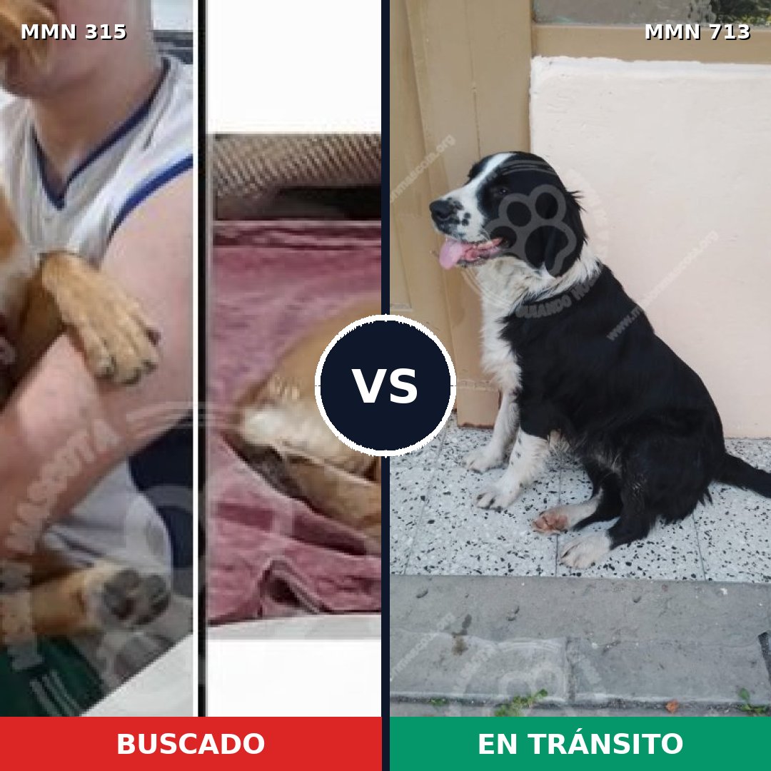 Comparativa MMS 10291: mascota perdida y mascota encontrada, 63% de similitud