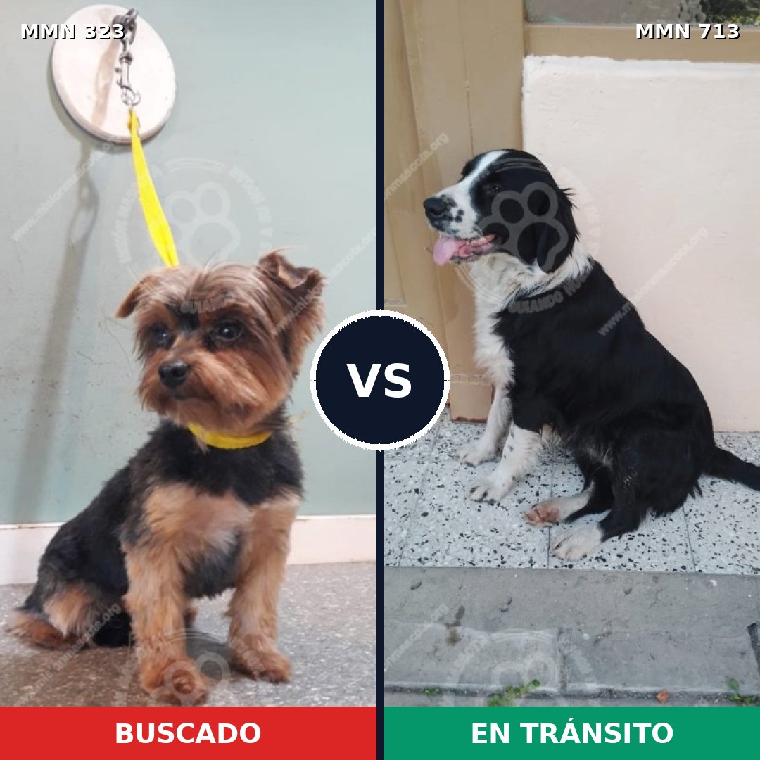 Comparativa MMS 10292: mascota perdida y mascota encontrada, 32% de similitud