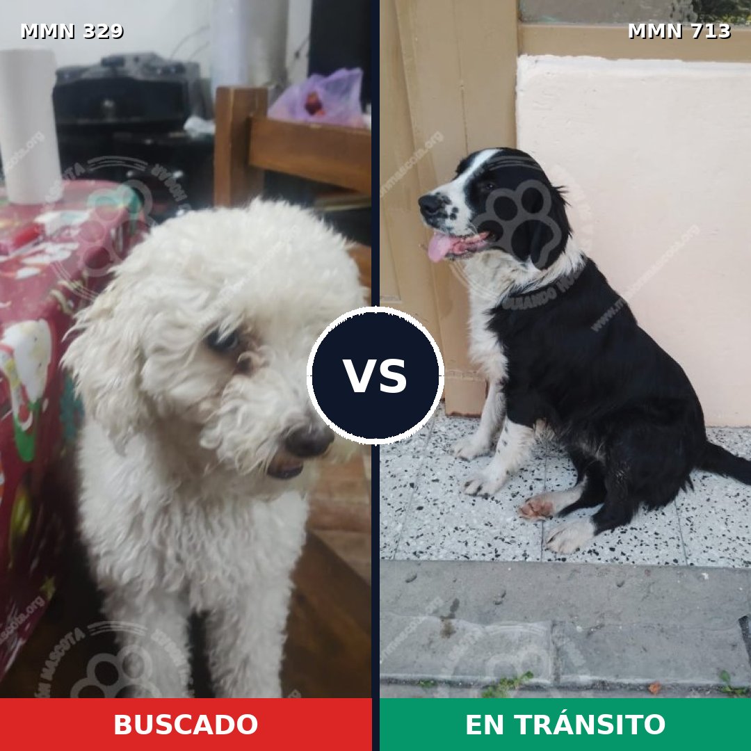Comparativa MMS 10293: mascota perdida y mascota encontrada, 38% de similitud