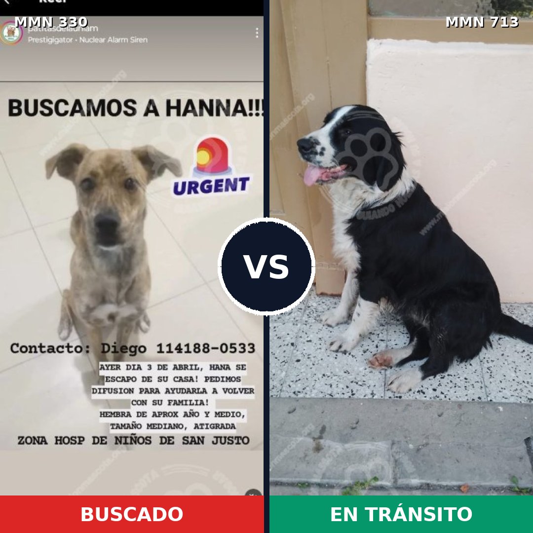 Comparativa MMS 10294: mascota perdida y mascota encontrada, 68% de similitud