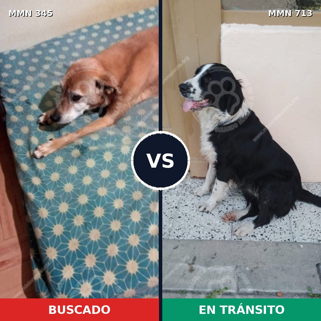 Comparativa MMS 10296: mascota perdida y mascota encontrada, 55% de similitud