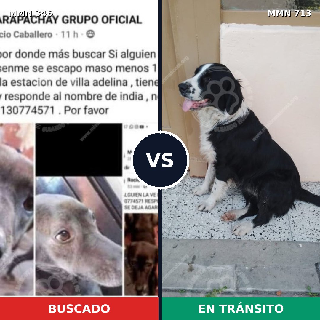 Comparativa MMS 10297: mascota perdida y mascota encontrada, 13% de similitud
