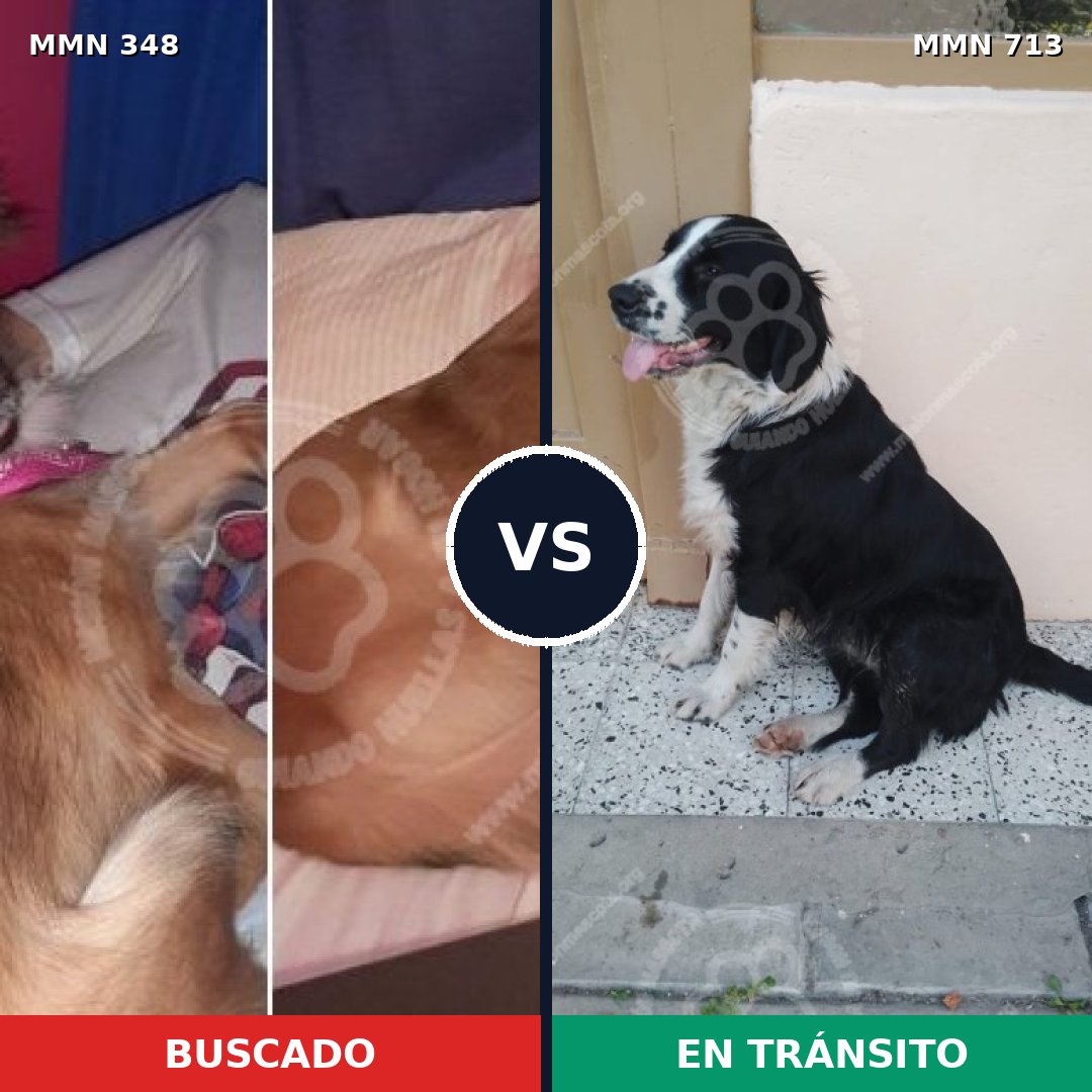 Comparativa MMS 10298: mascota perdida y mascota encontrada, 21% de similitud