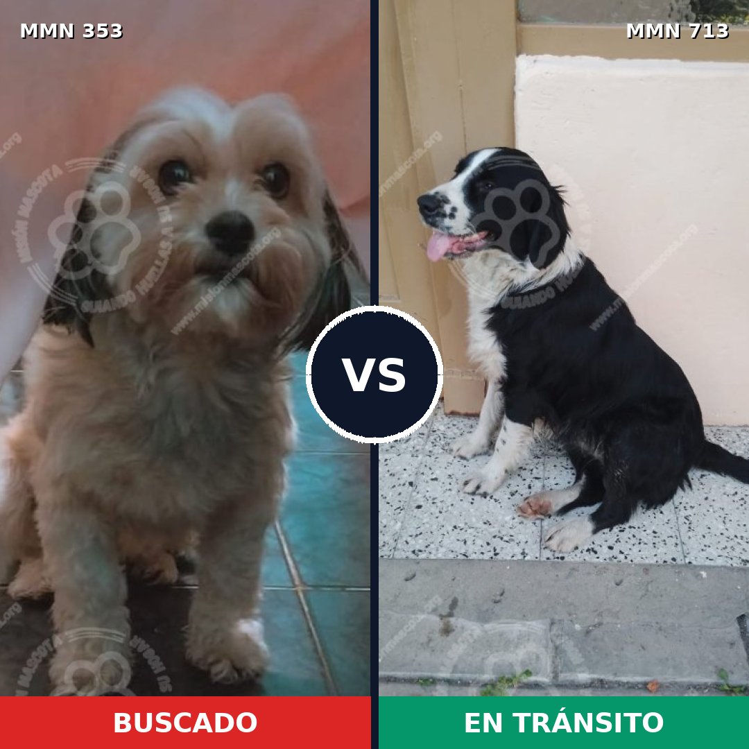 Comparativa MMS 10299: mascota perdida y mascota encontrada, 31% de similitud