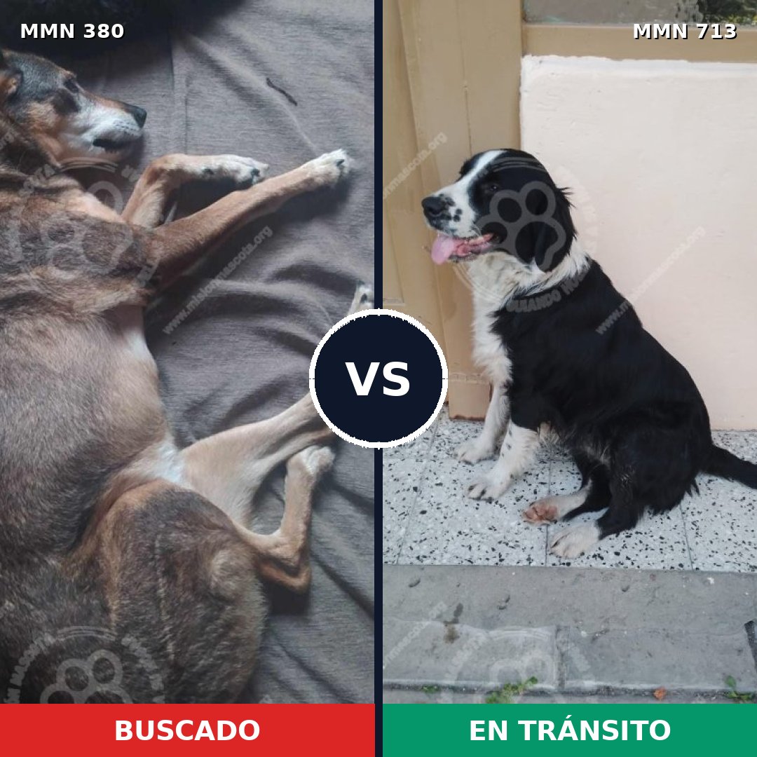 Comparativa MMS 10301: mascota perdida y mascota encontrada, 70% de similitud