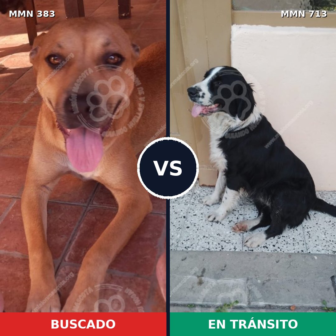 Comparativa MMS 10302: mascota perdida y mascota encontrada, 45% de similitud