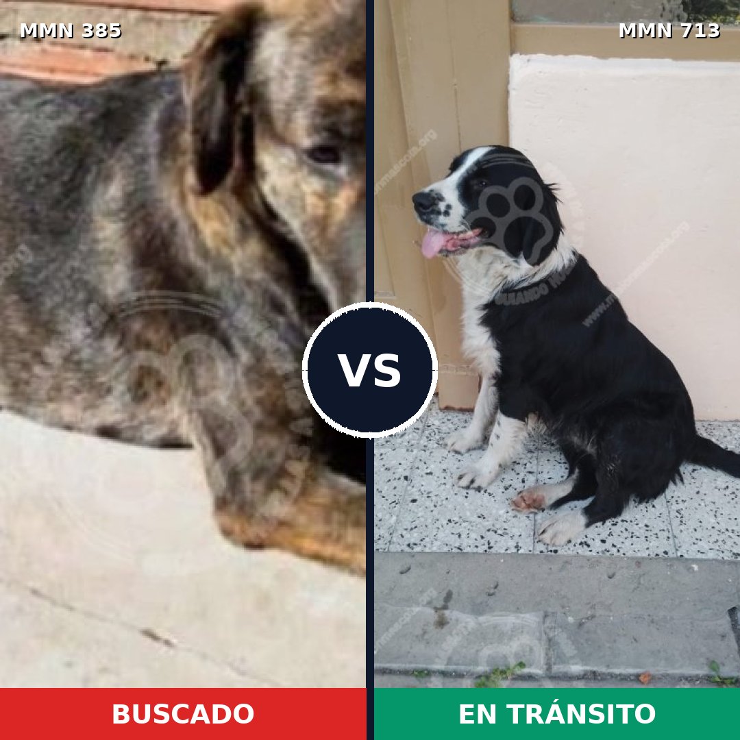 Comparativa MMS 10303: mascota perdida y mascota encontrada, 72% de similitud