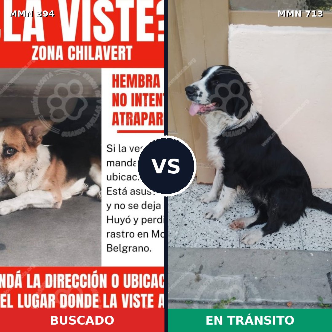 Comparativa MMS 10304: mascota perdida y mascota encontrada, 72% de similitud
