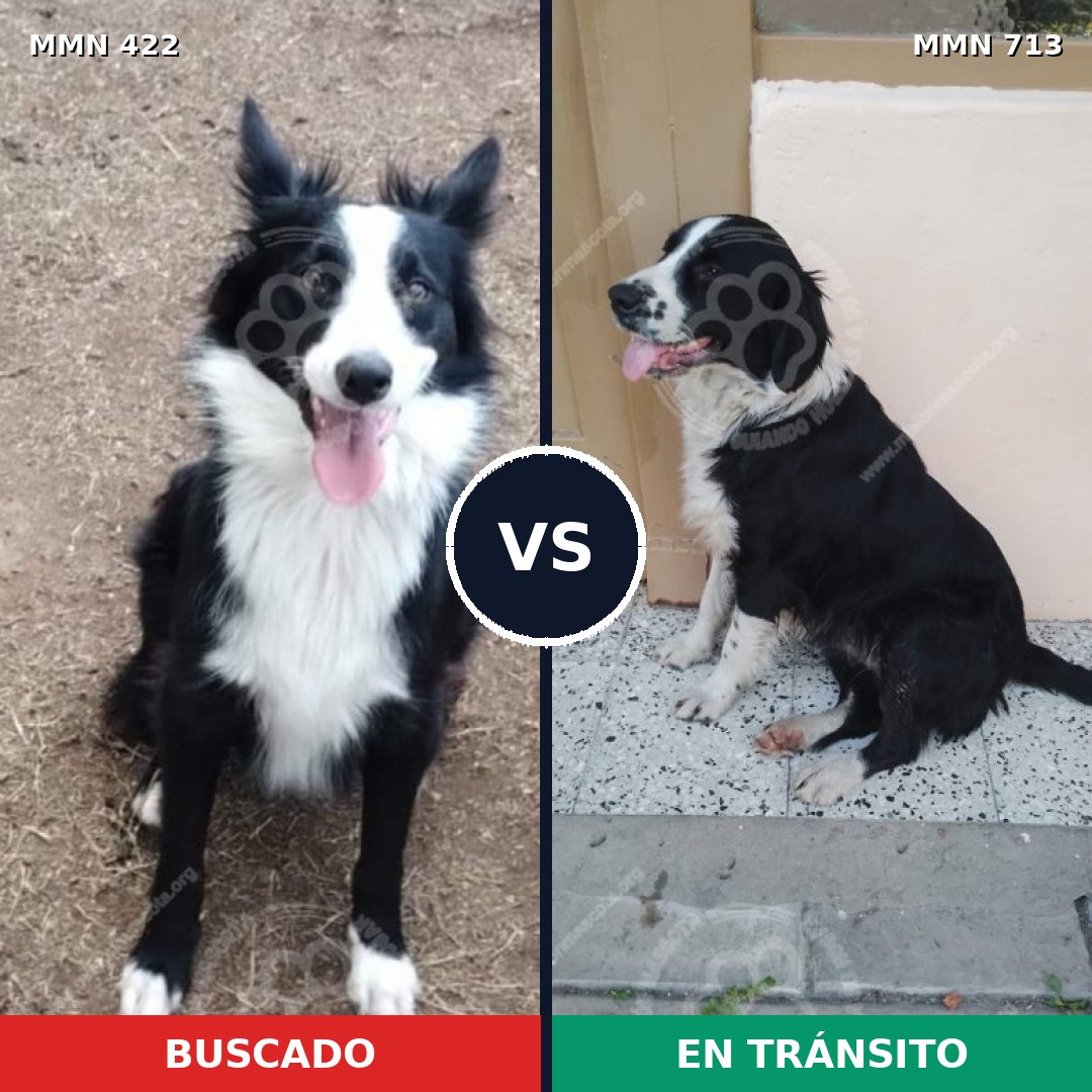 Comparativa MMS 10306: mascota perdida y mascota encontrada, 66% de similitud