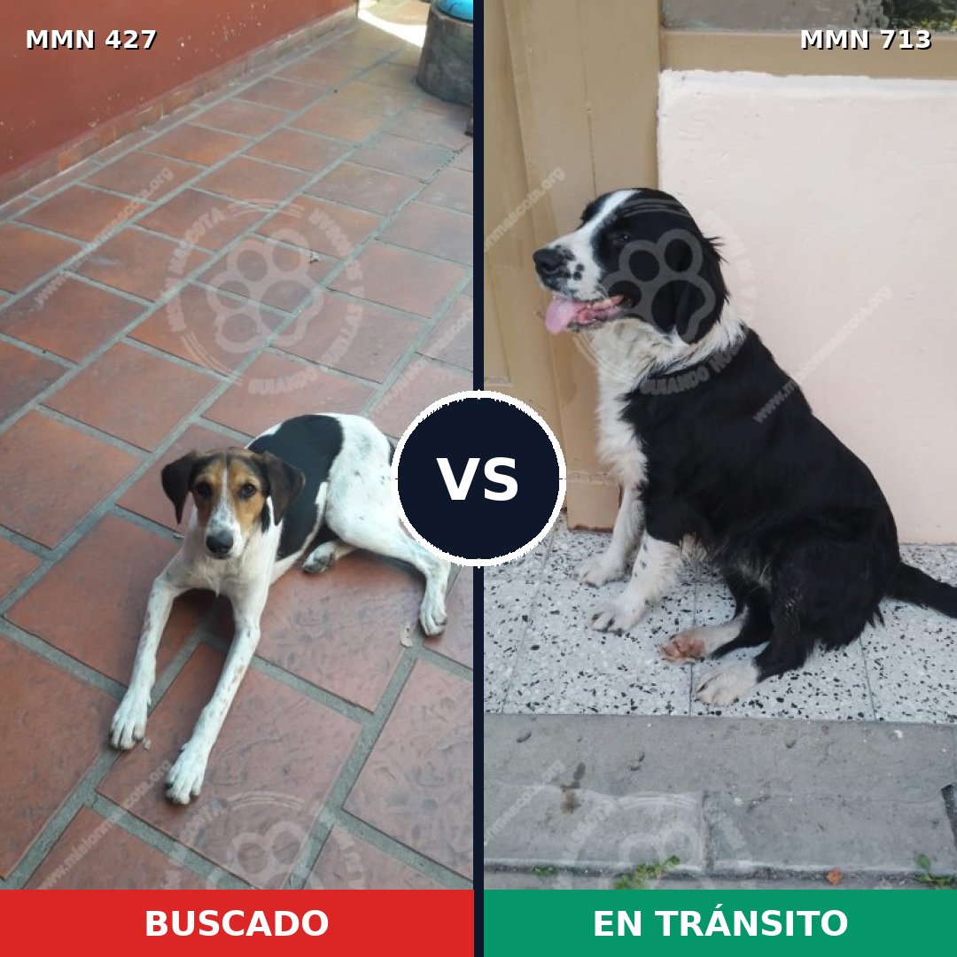 Comparativa MMS 10308: mascota perdida y mascota encontrada, 81% de similitud
