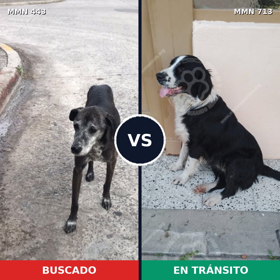 Comparativa MMS 10309: mascota perdida y mascota encontrada, 90% de similitud