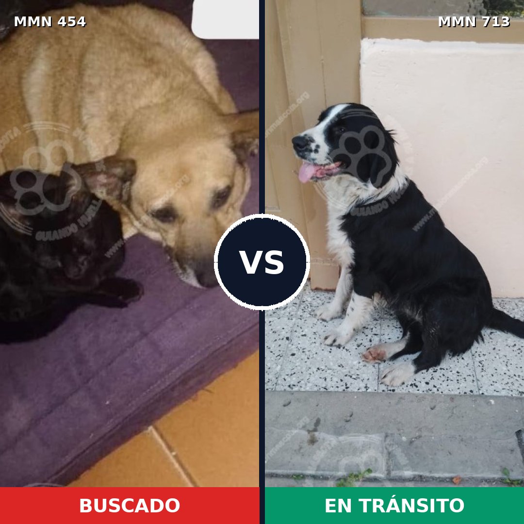 Comparativa MMS 10310: mascota perdida y mascota encontrada, 56% de similitud
