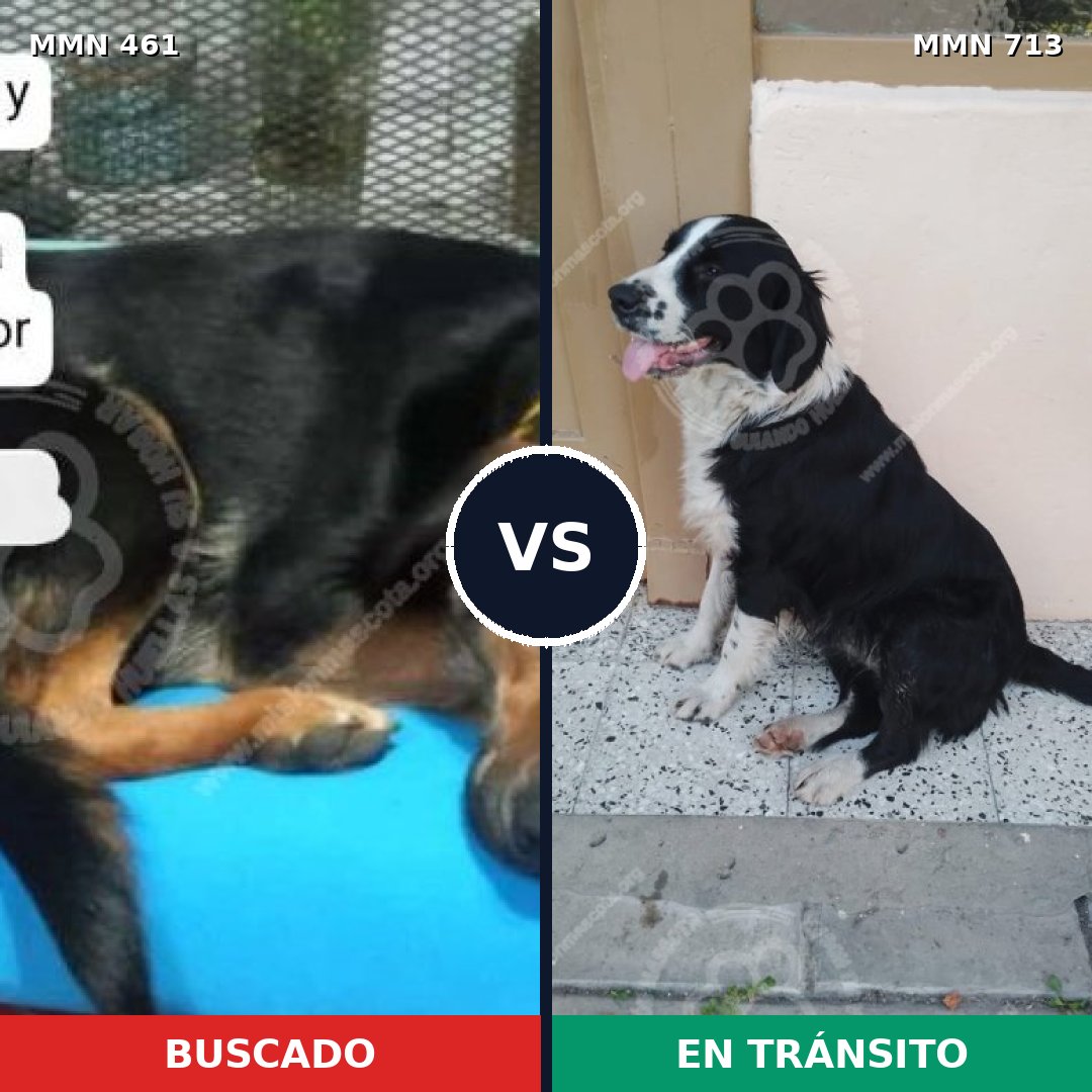 Comparativa MMS 10311: mascota perdida y mascota encontrada, 72% de similitud