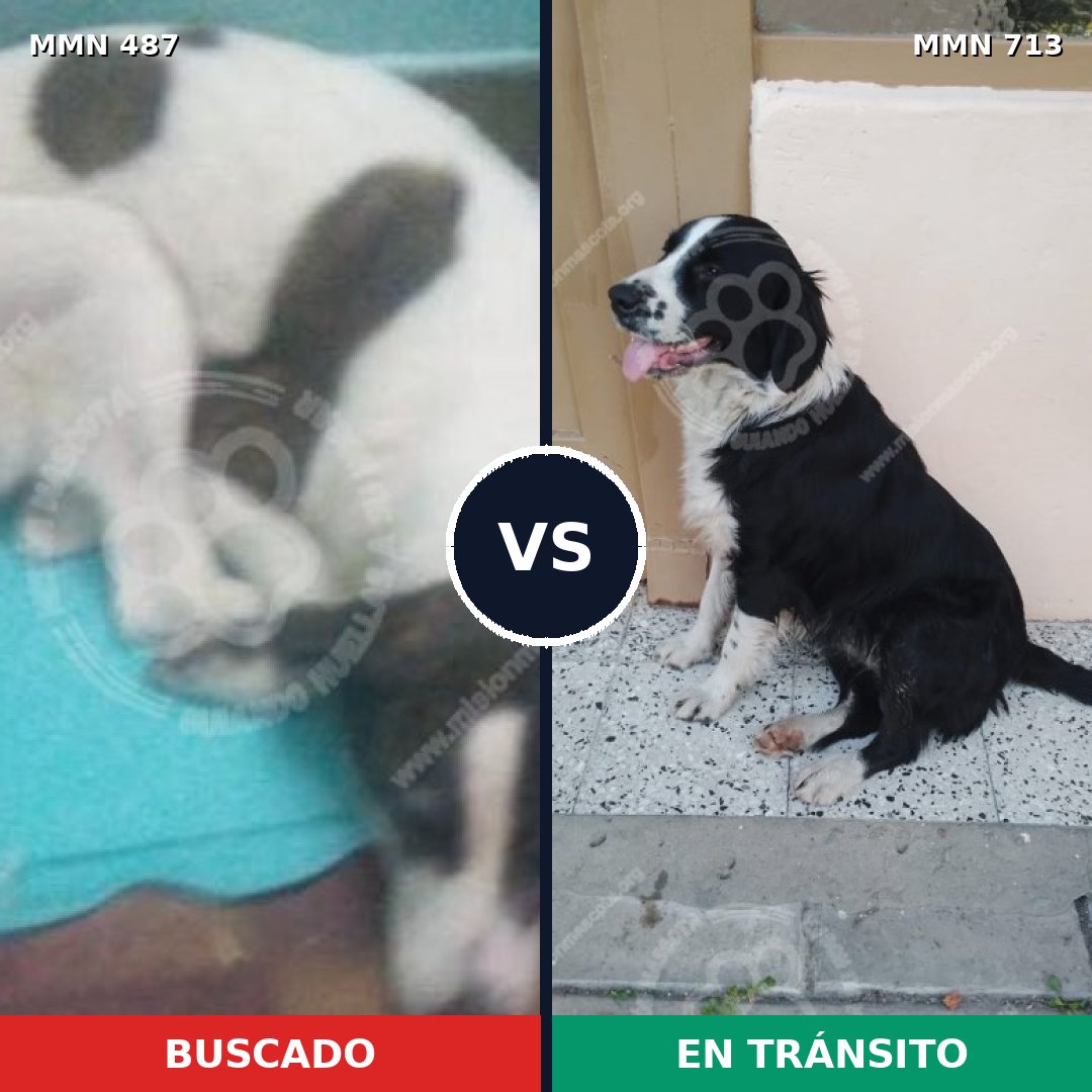 Comparativa MMS 10313: mascota perdida y mascota encontrada, 62% de similitud