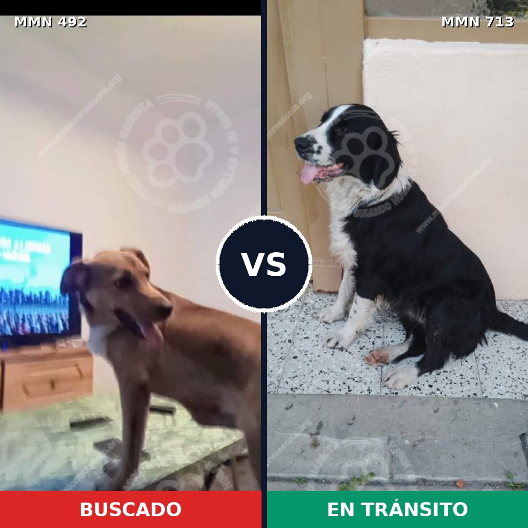 Comparativa MMS 10314: mascota perdida y mascota encontrada, 65% de similitud