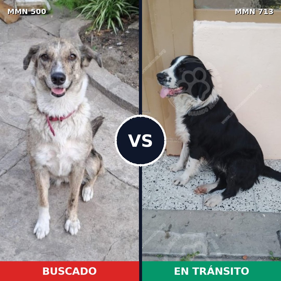 Comparativa MMS 10315: mascota perdida y mascota encontrada, 47% de similitud