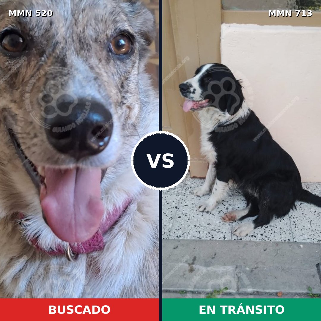 Comparativa MMS 10318: mascota perdida y mascota encontrada, 51% de similitud
