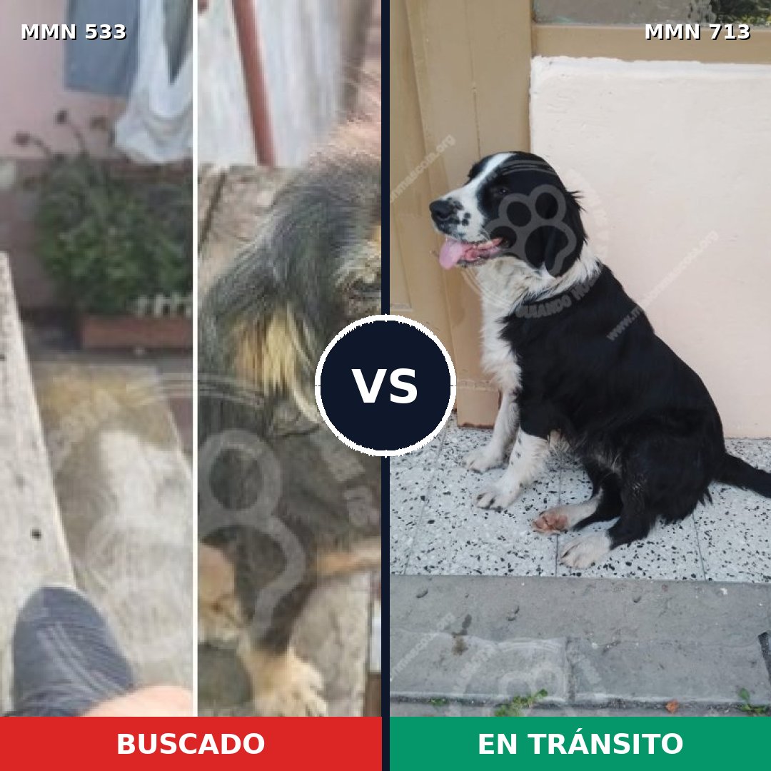 Comparativa MMS 10319: mascota perdida y mascota encontrada, 76% de similitud