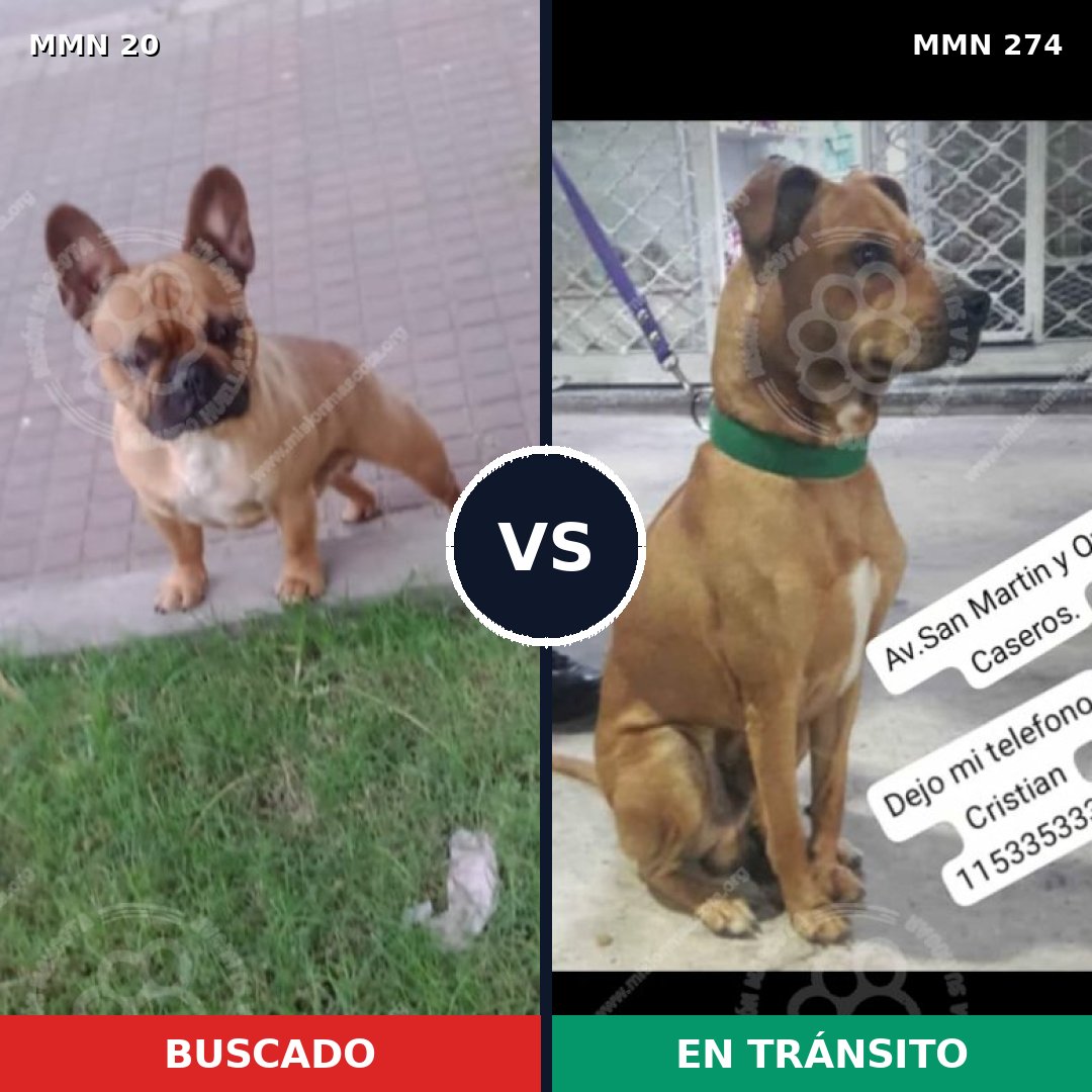 Comparativa MMS 1032: mascota perdida y mascota encontrada, 52% de similitud