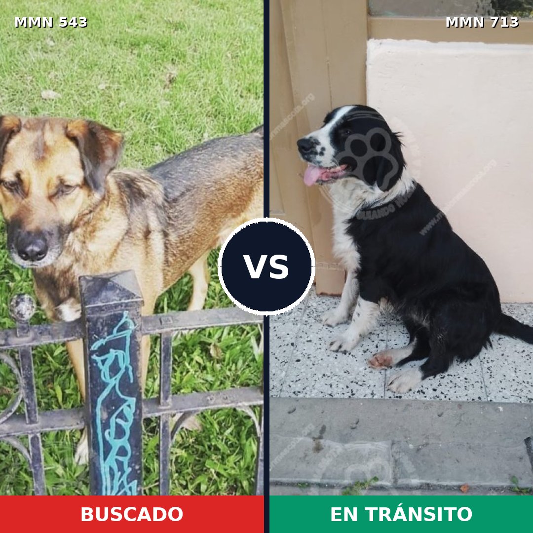 Comparativa MMS 10320: mascota perdida y mascota encontrada, 55% de similitud