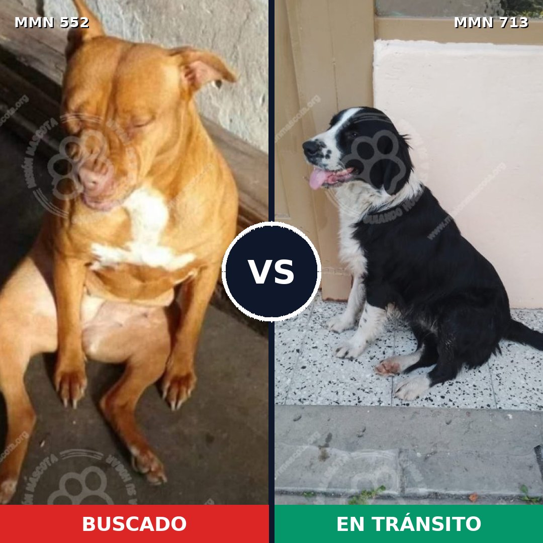 Comparativa MMS 10321: mascota perdida y mascota encontrada, 29% de similitud