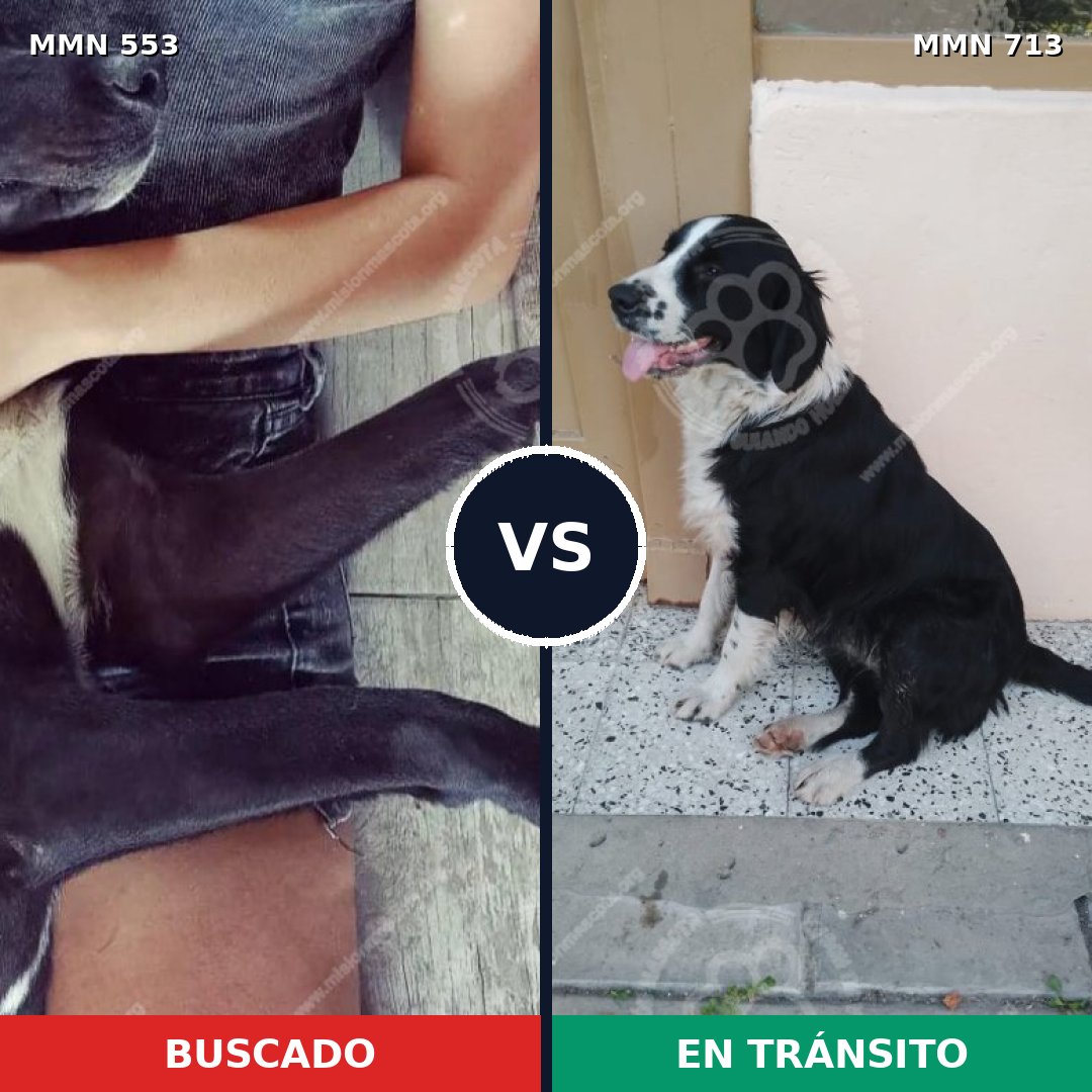 Comparativa MMS 10322: mascota perdida y mascota encontrada, 92% de similitud