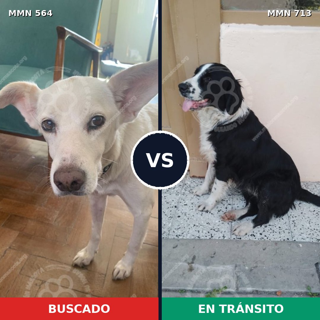 Comparativa MMS 10324: mascota perdida y mascota encontrada, 71% de similitud