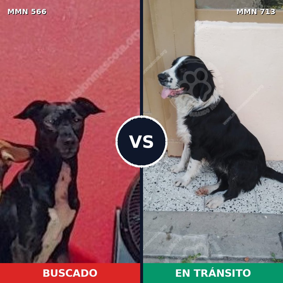 Comparativa MMS 10325: mascota perdida y mascota encontrada, 84% de similitud