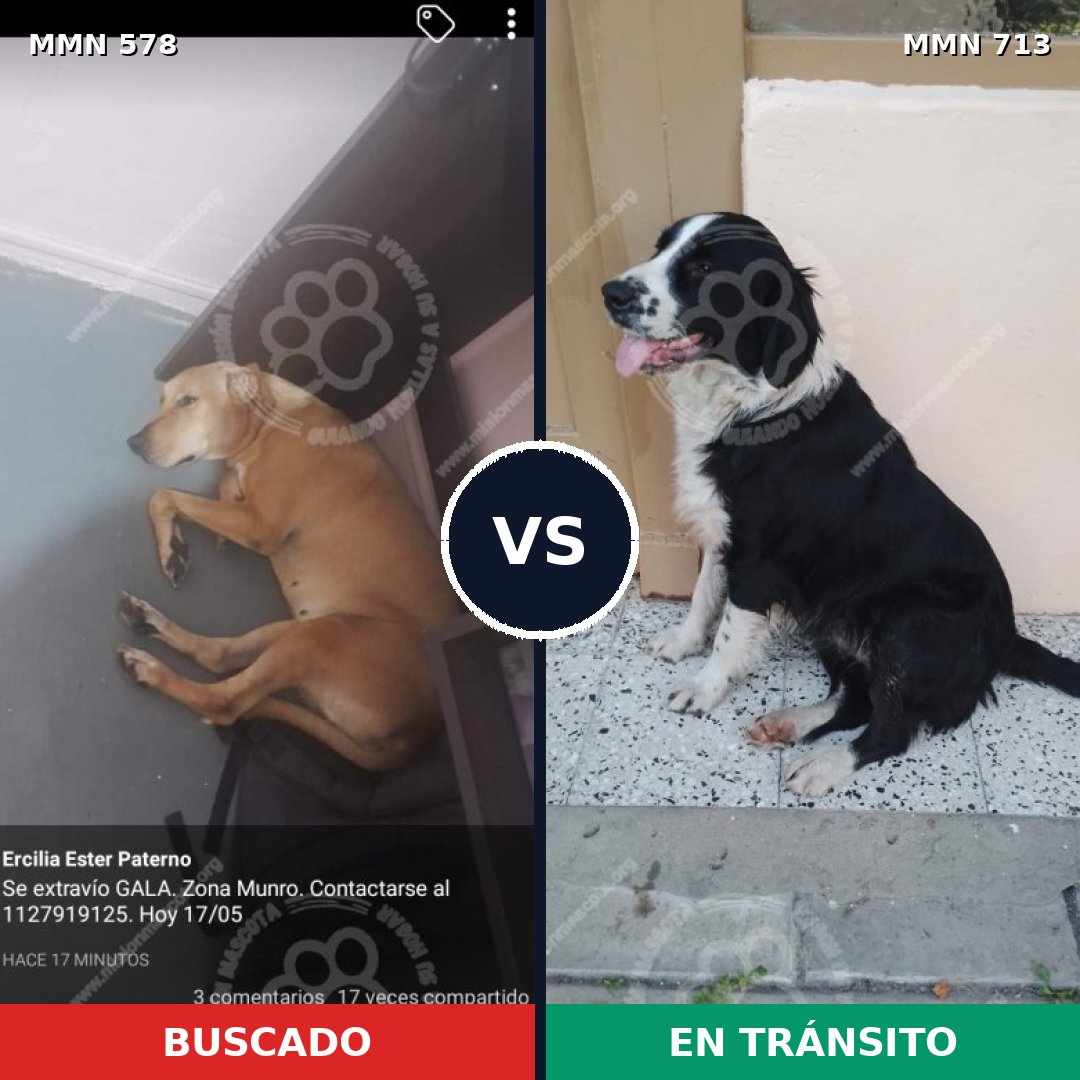 Comparativa MMS 10327: mascota perdida y mascota encontrada, 65% de similitud