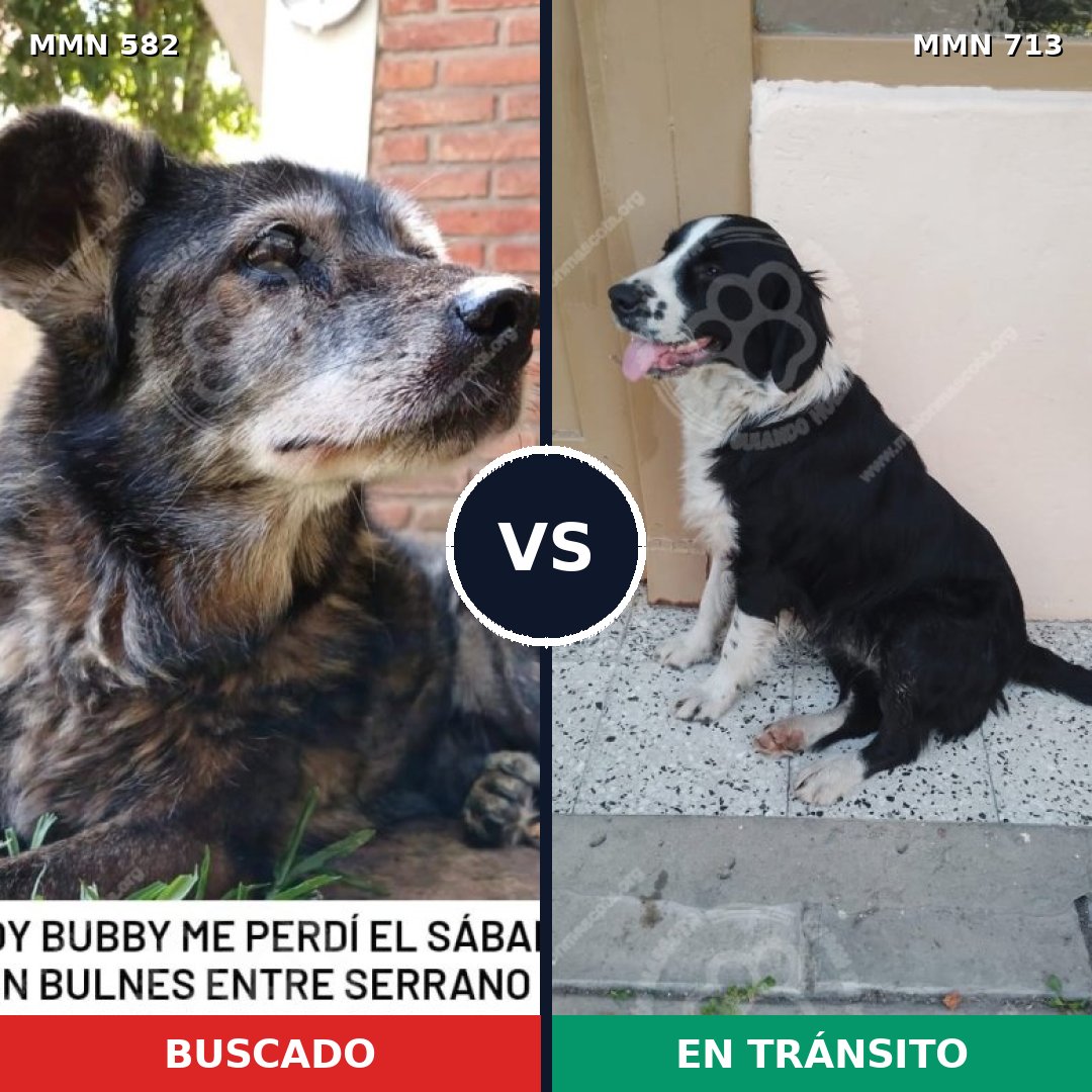 Comparativa MMS 10328: mascota perdida y mascota encontrada, 70% de similitud