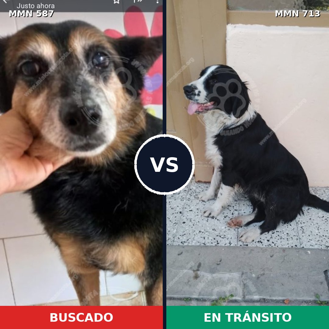 Comparativa MMS 10329: mascota perdida y mascota encontrada, 91% de similitud
