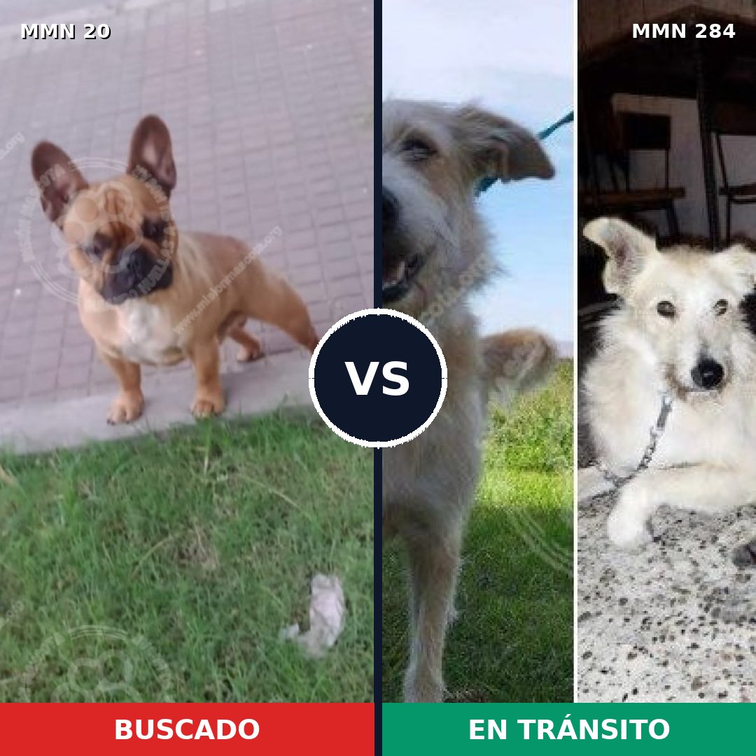Comparativa MMS 1033: mascota perdida y mascota encontrada, 32% de similitud