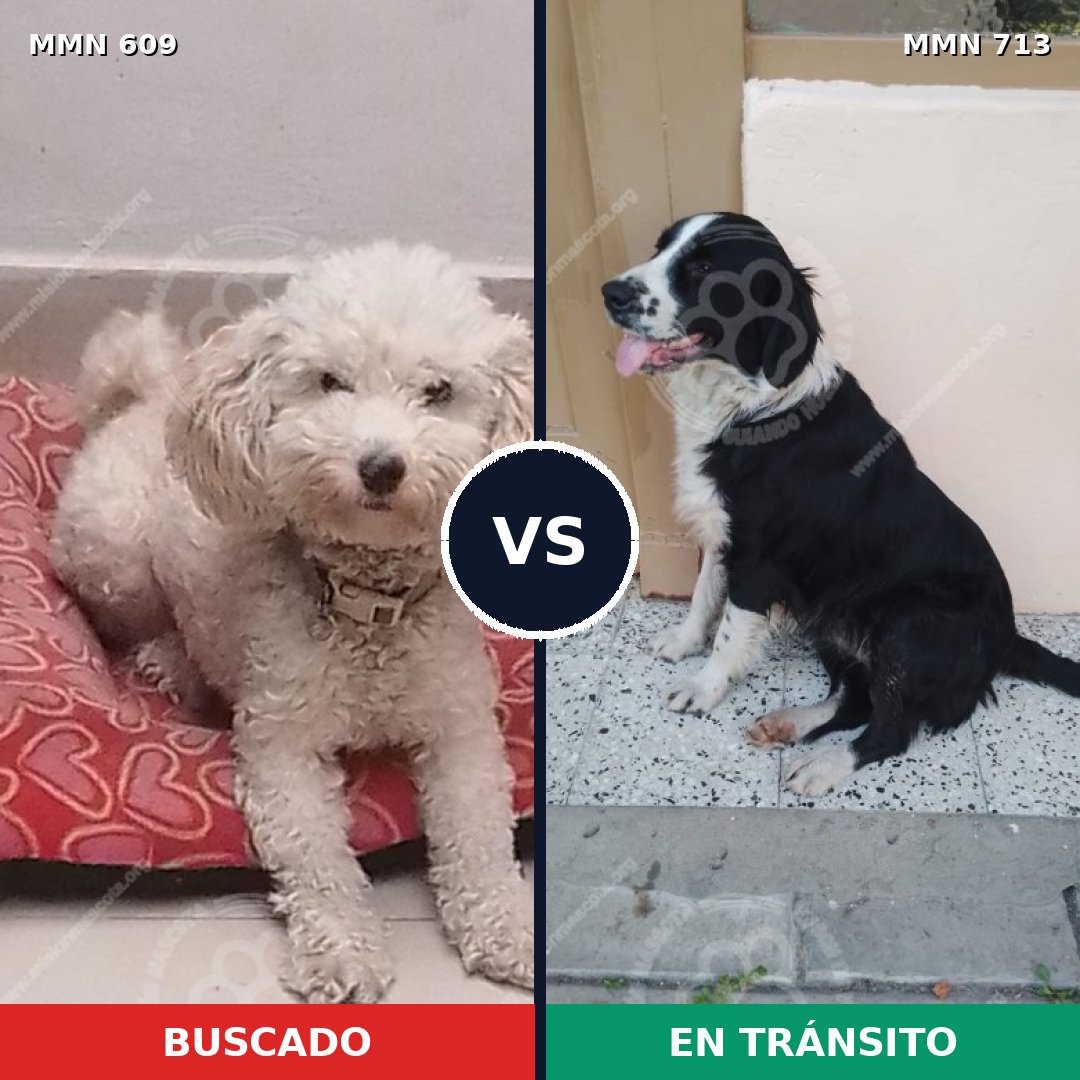 Comparativa MMS 10331: mascota perdida y mascota encontrada, 43% de similitud