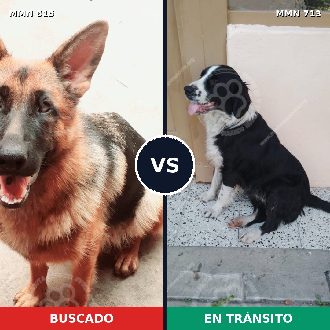 Comparativa MMS 10332: mascota perdida y mascota encontrada, 36% de similitud