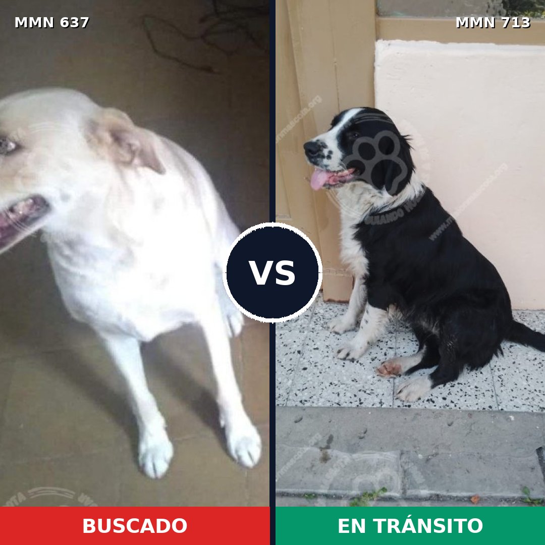 Comparativa MMS 10335: mascota perdida y mascota encontrada, 20% de similitud