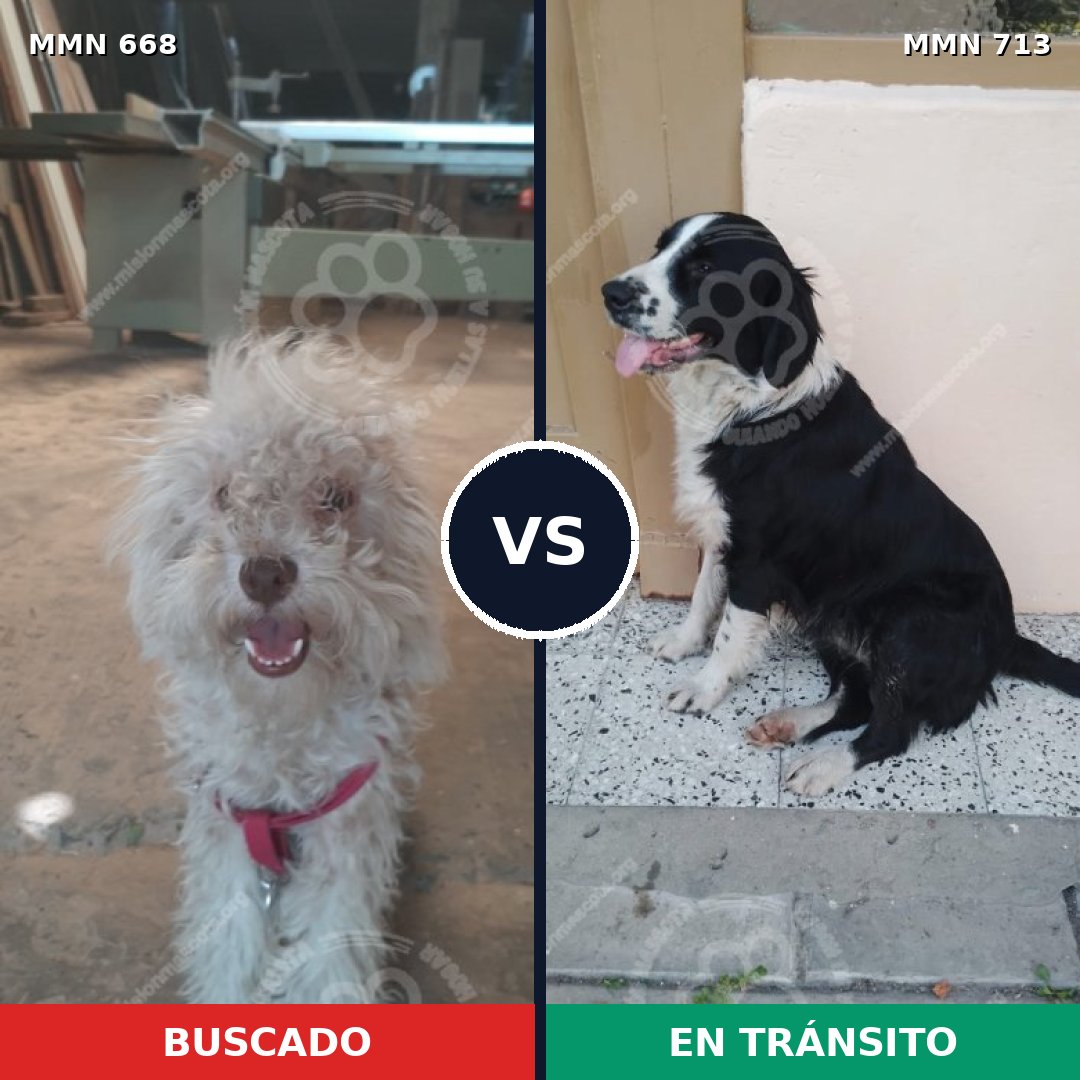 Comparativa MMS 10337: mascota perdida y mascota encontrada, 49% de similitud