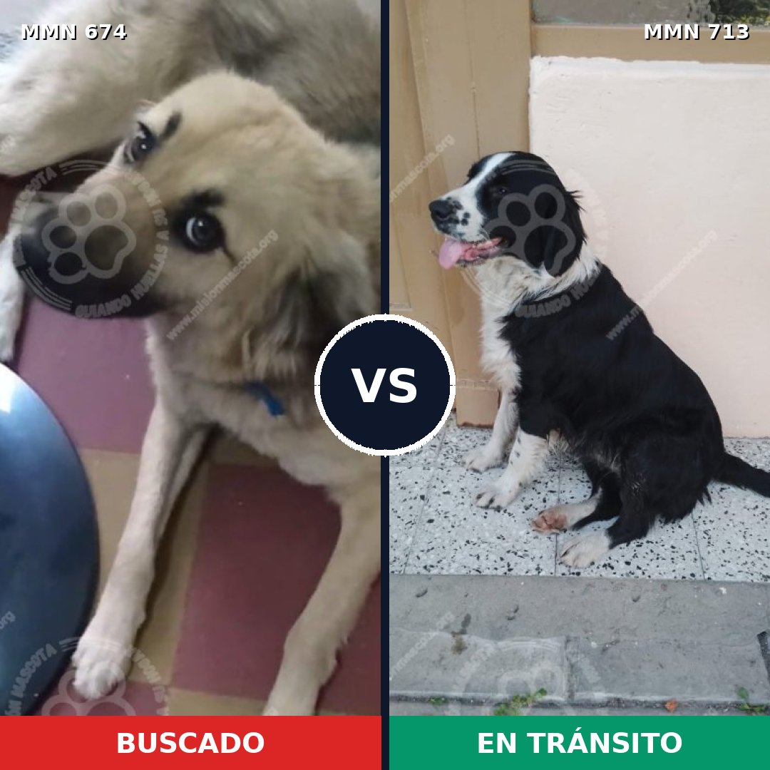 Comparativa MMS 10338: mascota perdida y mascota encontrada, 77% de similitud