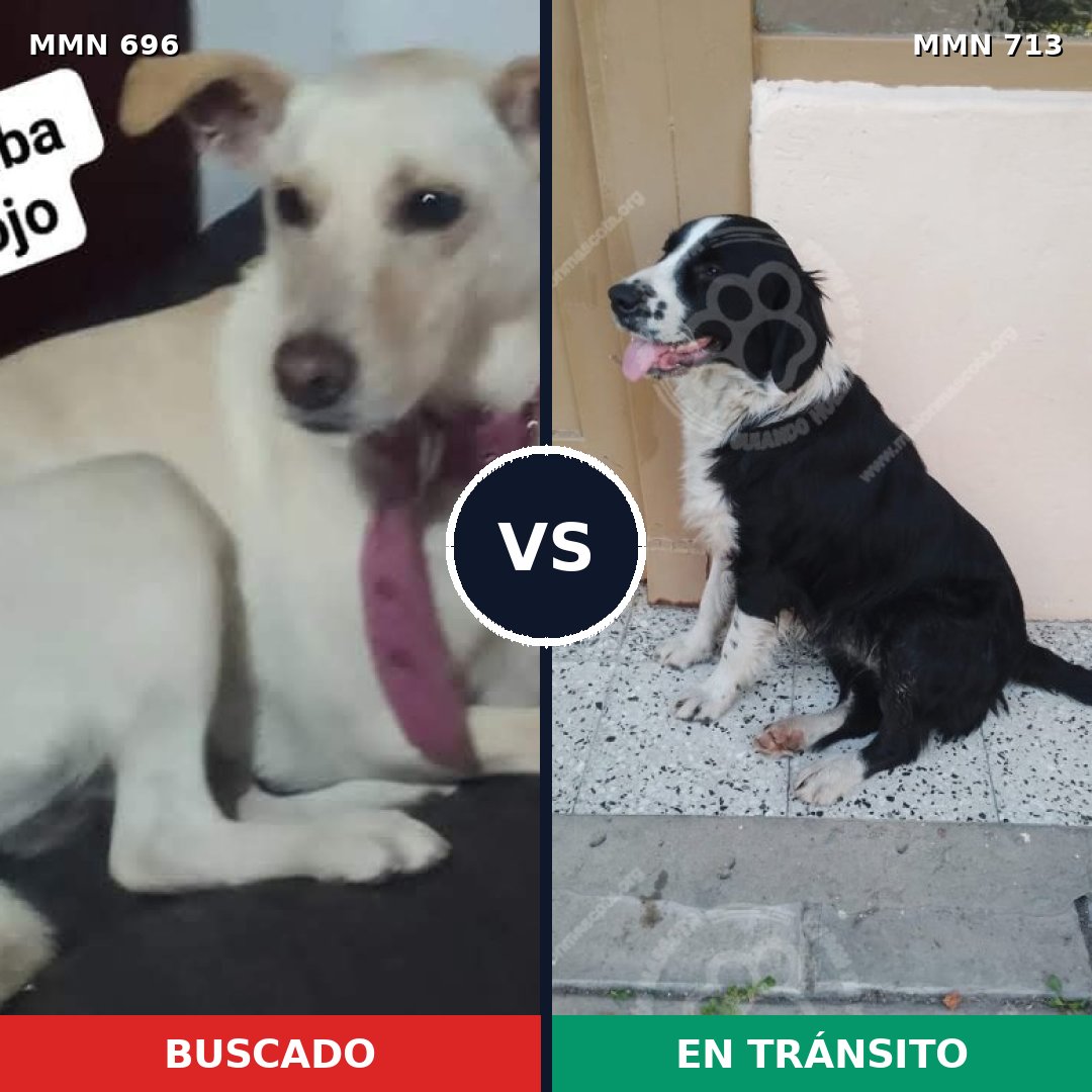 Comparativa MMS 10339: mascota perdida y mascota encontrada, 32% de similitud