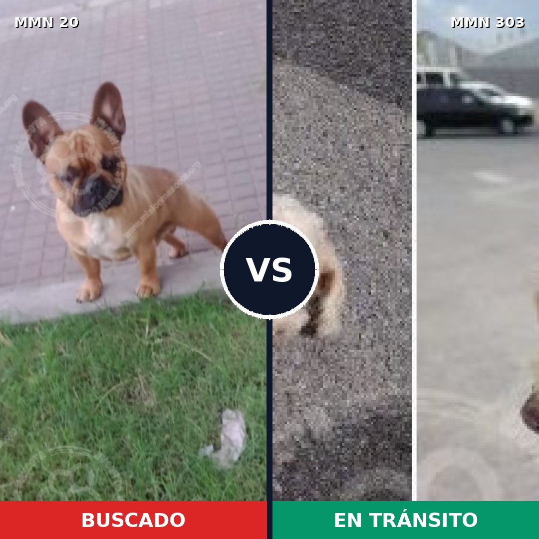 Comparativa MMS 1034: mascota perdida y mascota encontrada, 40% de similitud