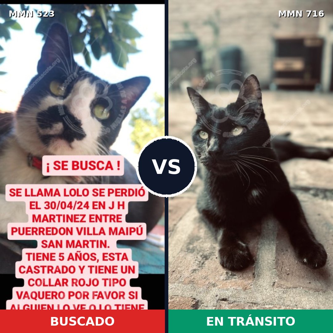 Comparativa MMS 10341: mascota perdida y mascota encontrada, 84% de similitud